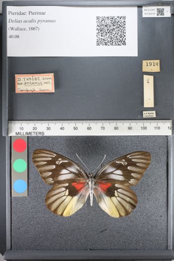 Media type: image;   Entomology 130274